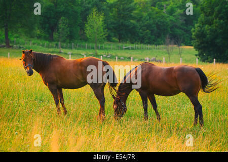 Two brown horses in a pasture, one rolling around on its ... Two brown horses in a pasture, one rolling around on its ...