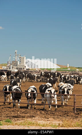 platte north feedlot livestock feeders nebraska operated cattle gottsch company alamy