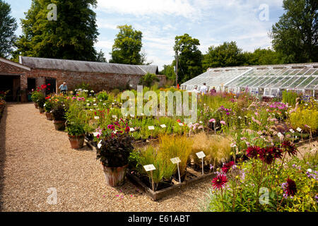 dorset nursery walled garden plant england abbey forde victorian alamy hall ltd