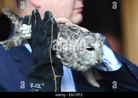 Gdansk Poland 20th August 2014 Two Owls Rescued As Chicks By