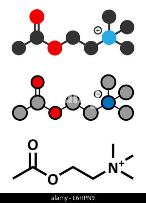 Acetylcholine Ach Neurotransmitter Molecular Model Atoms Are