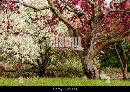 u of mn cherry trees apple trees in bloom at the of minnesota landscape stock photo royalty free image u of mn cherry trees apple trees in bloom at the of minnesota landscape stock photo royalty free image