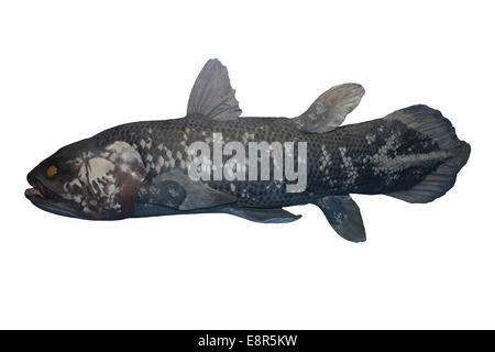 Coelacanth Prehistoric Lobe Finned Fish Thought To Be Extinct Stock 