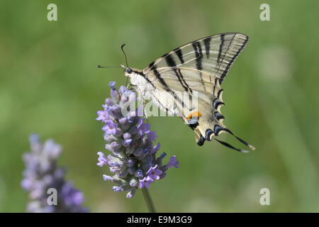 scarce-swallowtail-butterfly-iphiclides-podalirius-nectaring-in-early-e9m3g9.jpg