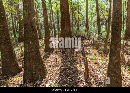 Bald Cypress Knees Poke Up Through The Ground At Congaree National Park