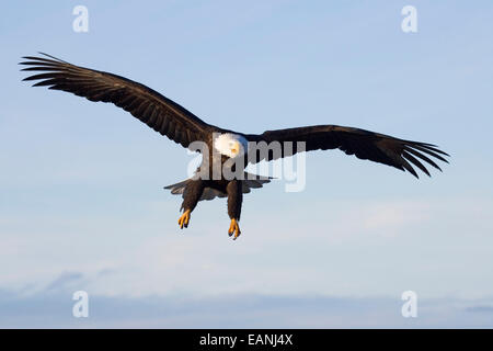 Bald Eagle With Talons Extended Prepairing To Land Homer Spit Kachemak