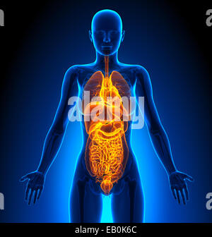 Illustration of Female Internal Organs Stock Photo, Royalty Free Image