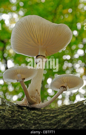 Porcelain Fungus Oudemansiella Mucida Fruiting Stock Photo Alamy