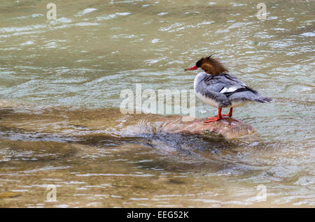 A Common Merganser Hen In The Virgin River In Zion National Park In