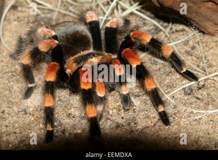 Female Orange-knee, Or Mexican Red-kneed Tarantula (Brachypelma Stock ...