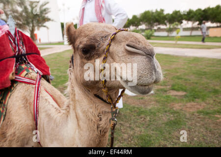 essay on desert animal camel