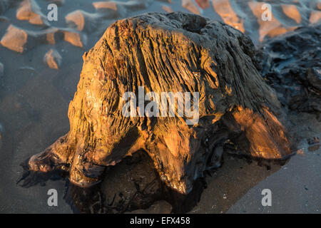 Prehistoric Forest Near Borth Ceredigion West Wales In 2014 After