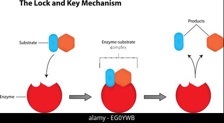 The Lock and Key Mechanism of Enzymes Stock Vector Art & Illustration