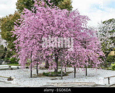 the house behind a weeping cherry Lesson #3: “the house behind a weeping cherry” 195 and “a good fall” 221 essay 2: a good fall by ha jin, 150 points in a 5-page essay,. the house behind a weeping cherry Lesson #3: “the house behind a weeping cherry” 195 and “a good fall” 221 essay 2: a good fall by ha jin, 150 points in a 5-page essay,.