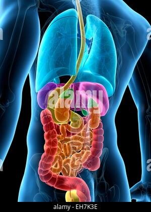 Human Anatomy Computer Illustration Stock Photo Alamy