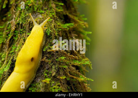 Bright Yellow Banana Slug Ariolimax Sp Crawling Over A Rock In