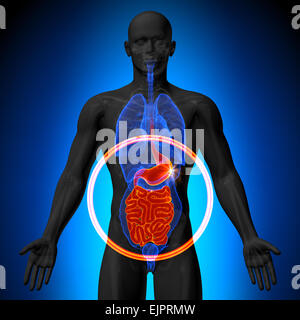 Medical Illustration Of Small Intestine Anterior View Stock Photo Alamy