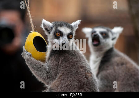 Egg, Eggs - Black Lemur On Drugs Egg, Eggs - Black Lemur On Drugs
