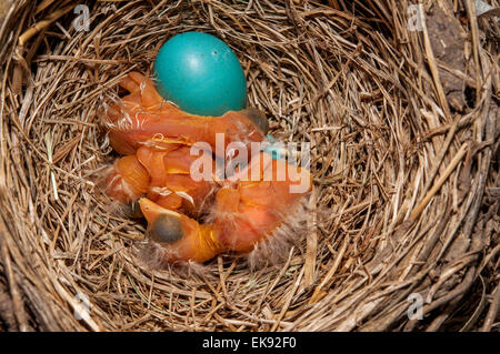 Three Baby Robins In A Nest Baby Birds Tennessee American Robin - 450x319 - jpeg Baby Robin Bird