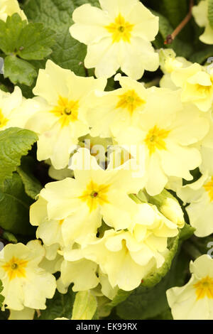 Common Yellow Garden Flowers english primrose yellow garden primrose spring flowering plant Common Yellow Garden Flowers english primrose yellow garden primrose spring flowering plant