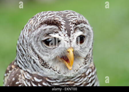 owl barred strix varia alamy perched feeder bird adult night closeup face raleigh