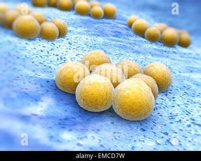 importance of staphylococcus aureus to humans biology essay Coagulase coagulase is an enzyme that is produced by some types of bacteria the enzyme clots the plasma component of the blood the only significant disease-causing bacteria of humans that produces coagulase is staphylococcus aureus. importance of staphylococcus aureus to humans biology essay Coagulase coagulase is an enzyme that is produced by some types of bacteria the enzyme clots the plasma component of the blood the only significant disease-causing bacteria of humans that produces coagulase is staphylococcus aureus.