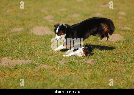 7 month old australian shepherd puppy australian shepherd dog jumping 7 months old in front of white 7 month old australian shepherd puppy australian shepherd dog jumping 7 months old in front of white