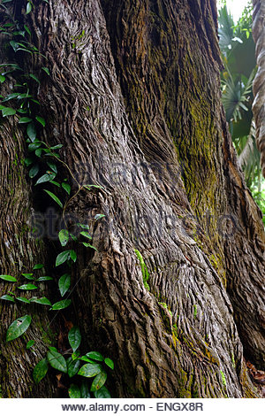 the tembusu tree at the botanic On february 11, a 40m-tall tembusu tree uprooted at the singapore botanic gardens and killed a 38-year-old woman. the tembusu tree at the botanic On february 11, a 40m-tall tembusu tree uprooted at the singapore botanic gardens and killed a 38-year-old woman.