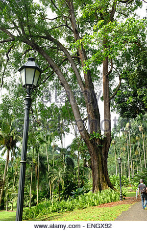 the tembusu tree at the botanic On february 11, a 40m-tall tembusu tree uprooted at the singapore botanic gardens and killed a 38-year-old woman. the tembusu tree at the botanic On february 11, a 40m-tall tembusu tree uprooted at the singapore botanic gardens and killed a 38-year-old woman.