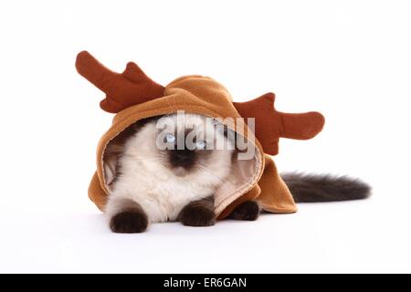 Domestic Cat Kitten Wearing Carnival Hat Portrait Stock Photo Alamy