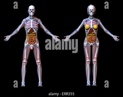 Male Anatomy Diagram Vs Female : Human internal organ. male and female