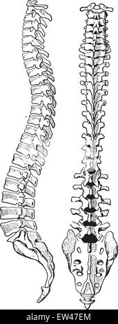 Human Sacrum Artwork Stock Photo Alamy