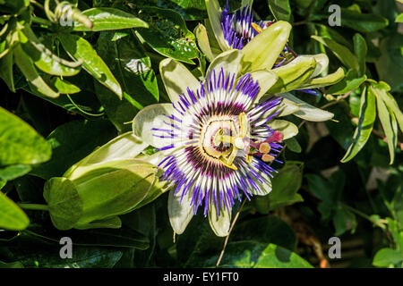 The Beautiful Passiflora Caerulea Also Known As Passion Flower Stock