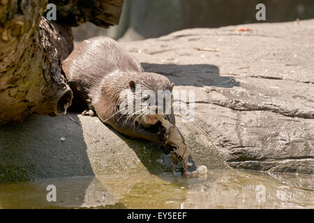 Asian Short Clawed Otter Captive Diet
