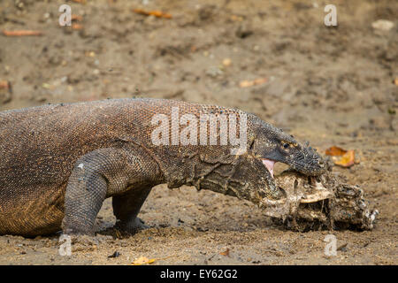 Komodo Dragon (Varanus komodoensis) Eating a Deer, Komodo Island Stock