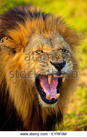 Lion growling Stock Photo, Royalty Free Image: 85953787 - Alamy