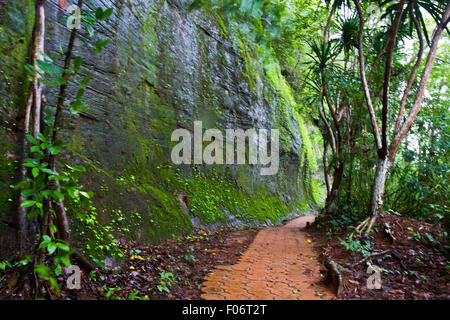 Lichens On Wood Thailand Stock Photo Alamy