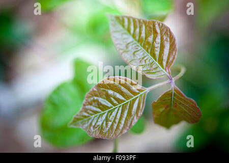 up macro poison rash blisters on human skin stock photo royalty free image 124345749 up macro poison rash blisters on human skin stock photo royalty free image 124345749 up macro poison rash blisters on human skin stock photo royalty free image 124345749 up macro poison rash blisters on human skin stock photo royalty free image 124345749