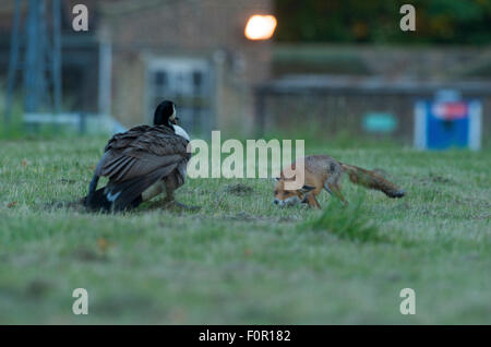canada goose red fox canada goose red fox