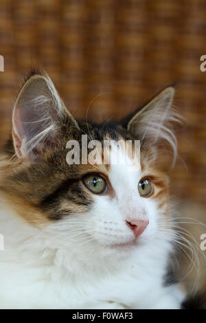 Black Tortoiseshell Norwegian Forest Cat portrait in ...