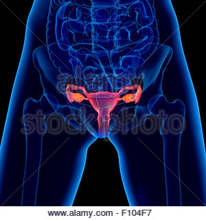 ANATOMY FEMALE GENITALIA Stock Photo 53860959 Alamy