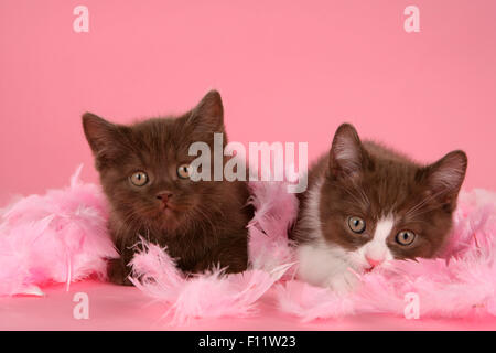 Domestic Cat Two Kittens Between Flowers Stock Photo Alamy