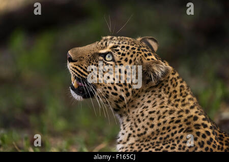 Leopard Panthera Pardus Maasai Mara National Reserve Kenya Stock