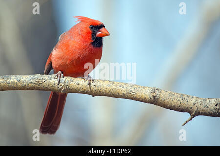 Male Northern Cardinal Sitting On A Branch Stock Photo Alamy