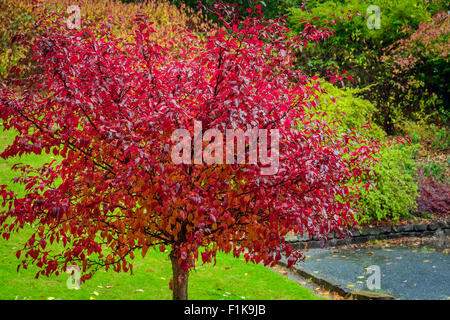 Autumn colour under a Maple tree, Cliveden Country Estate 