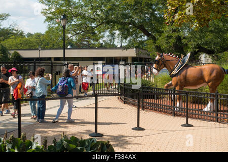 brewery budweiser alamy jacksonville clydesdales anheuser busch nh hampshire tour merrimack