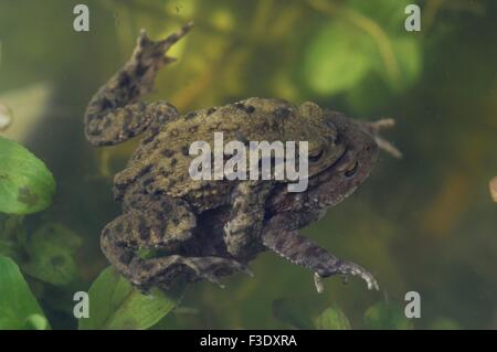 Said asian river toads habitat Great