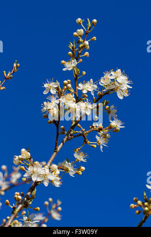 Prunus Cerasifera Plum Tree Cherry Plum Myrobalan Plum With Flowers