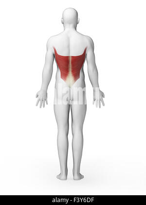 D Rendered Illustration Of The Latissimus Dorsi Muscle Stock Photo Alamy