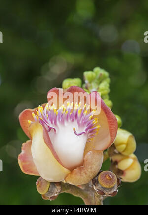 Cannon-ball Tree Cannonball Tree Couroupita guianensis flower 